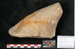 Foto (Objekt + Etikett) von Credneria acuminata Hampe (NHMW-GEO-2024-0188-10598)